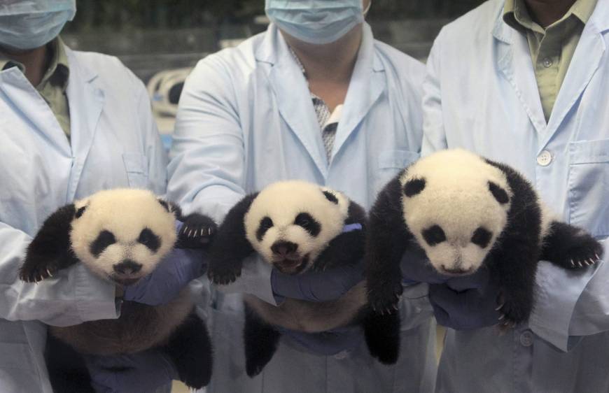 'Miracle' panda triplets open their eyes in Chinese zoo | The Japan Times