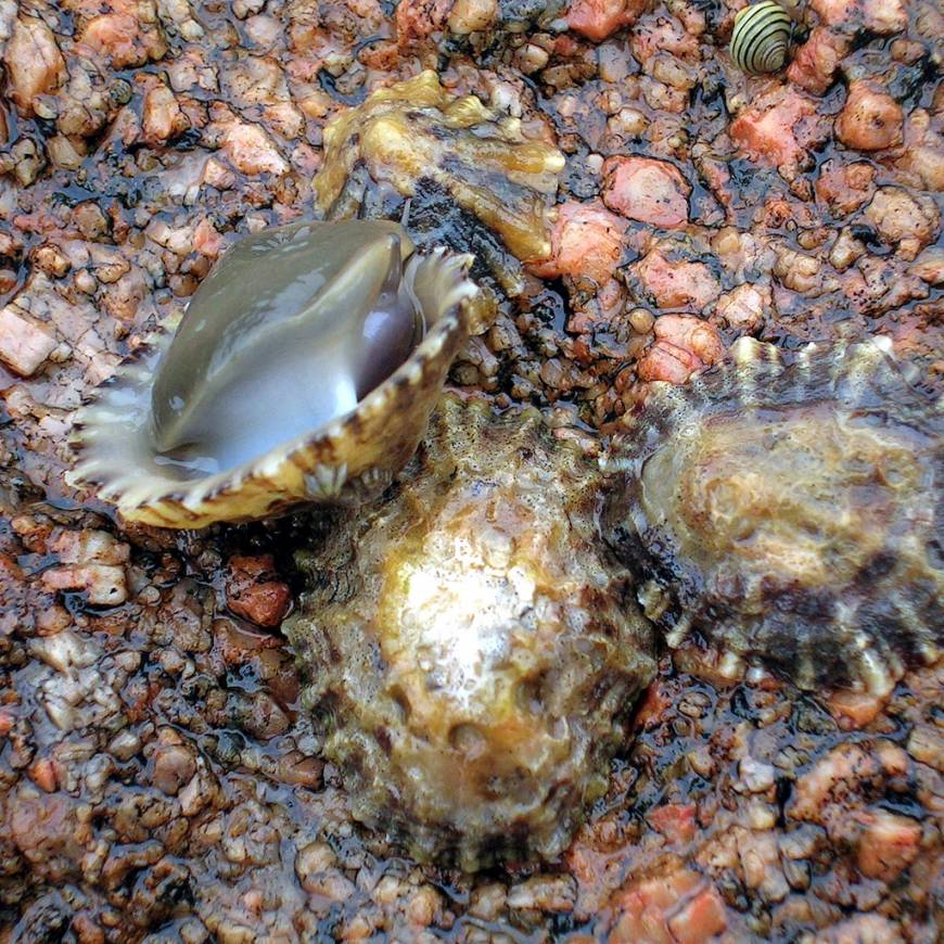 strongest-biological-material-limpet-teeth-the-japan-times