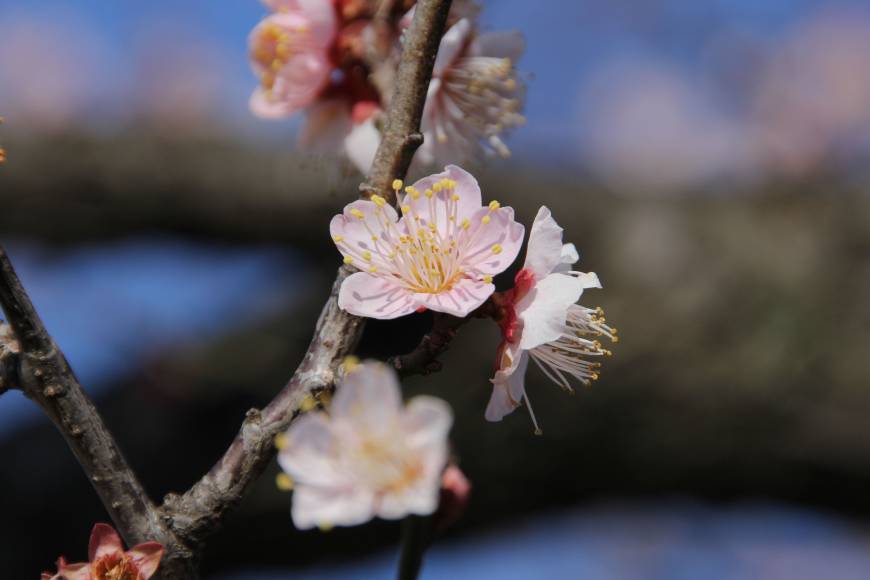 finding-thrills-on-plum-blossom-hill-the-japan-times