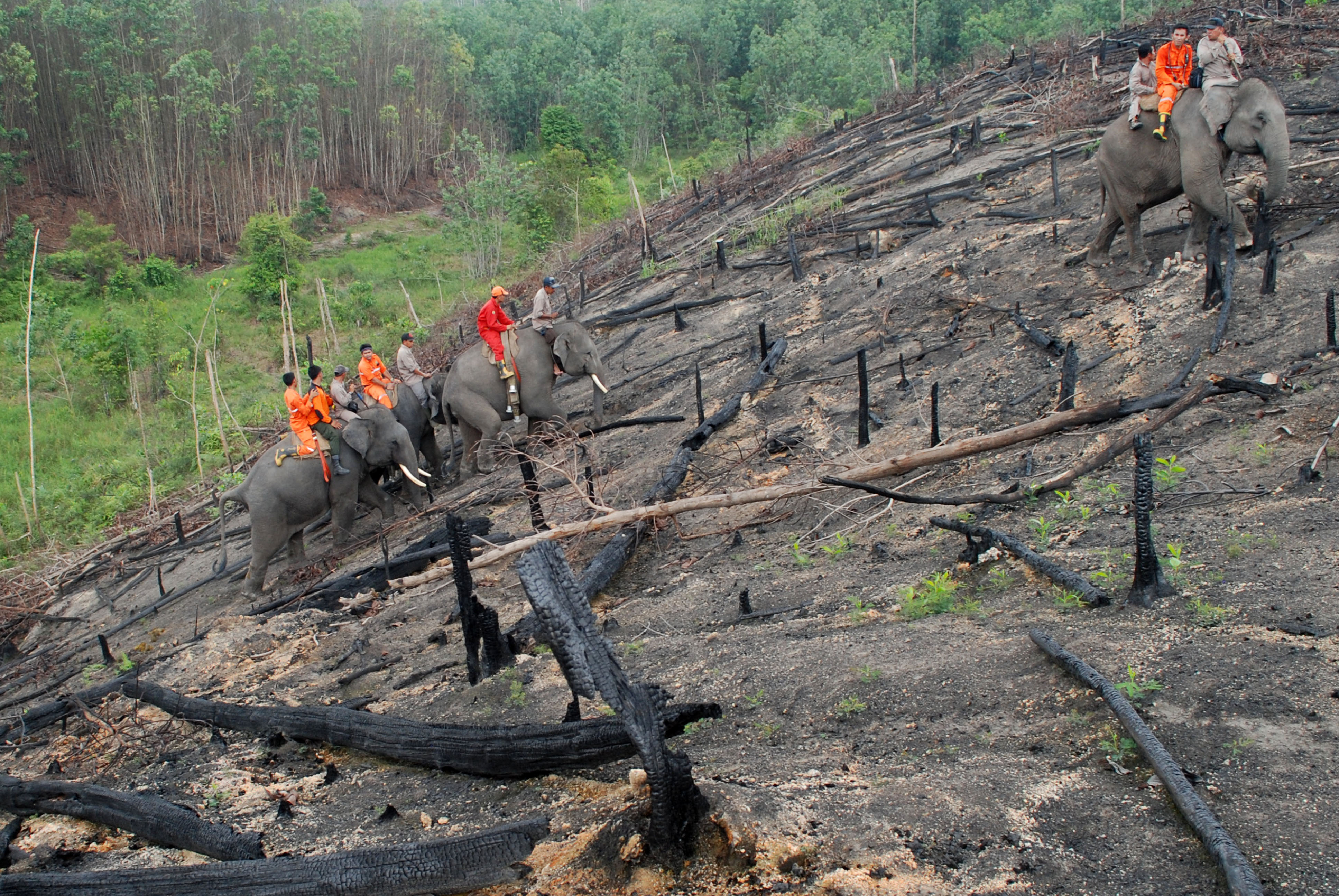 Ecological Disaster As 50,000 Man-made Indonesia Forest Fires Char New ...