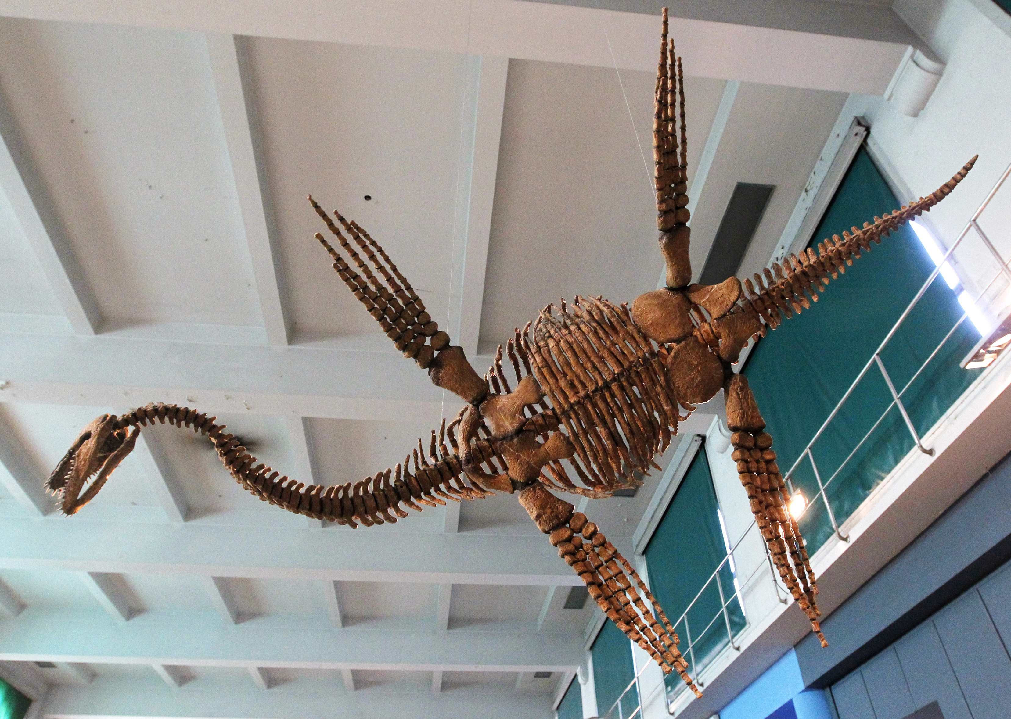 penguin dinosaur skeleton