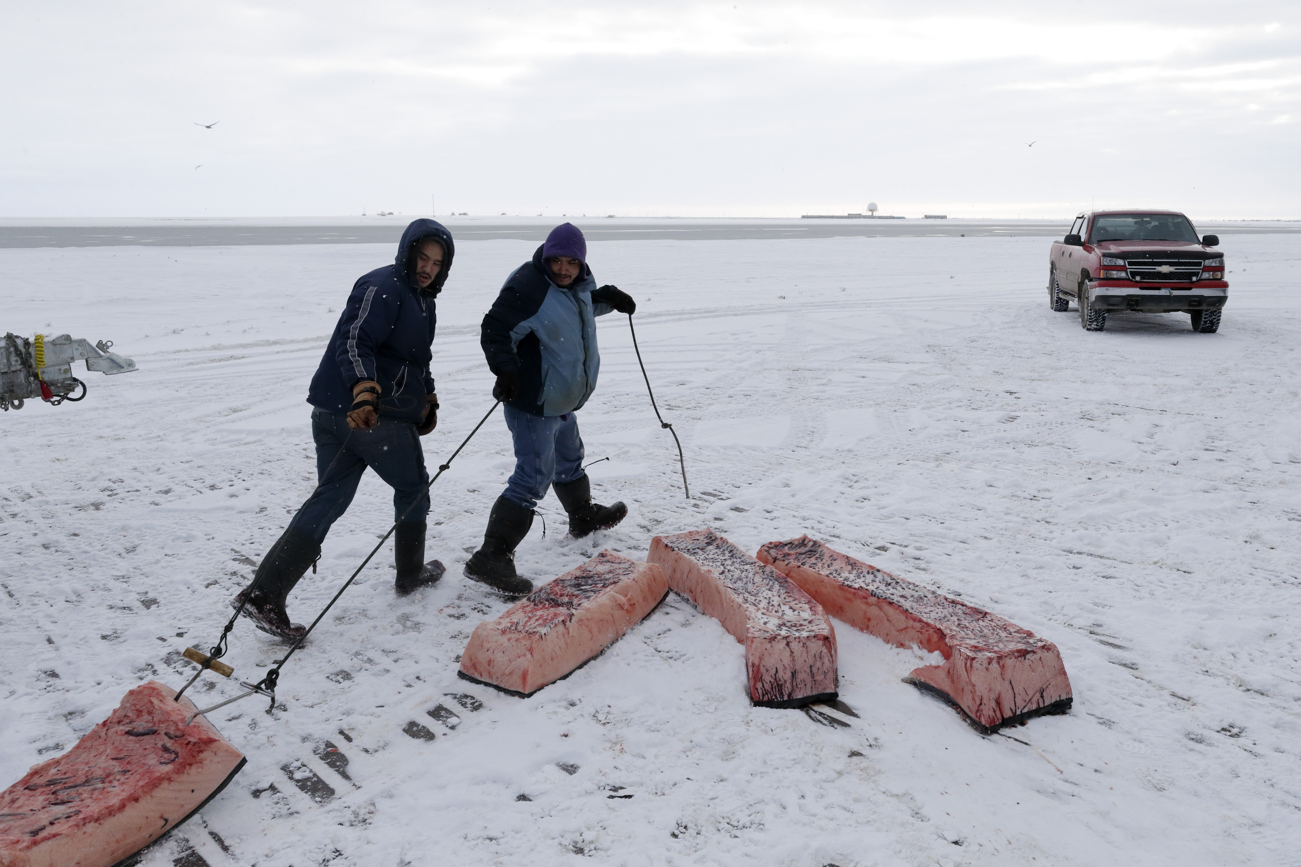 Inuit feel ancient hunting, food culture is threatened, want world's