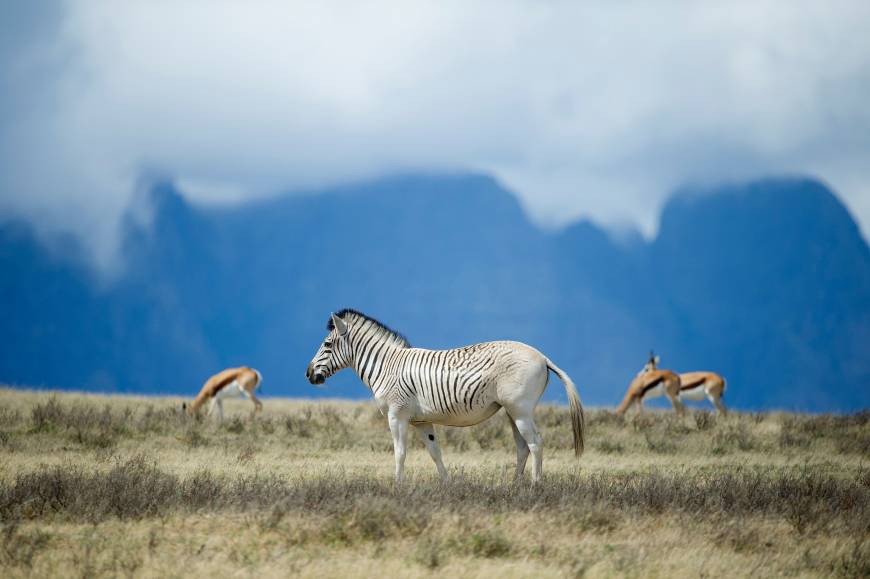 South Africa revives 'extinct' zebra subspecies | The Japan Times