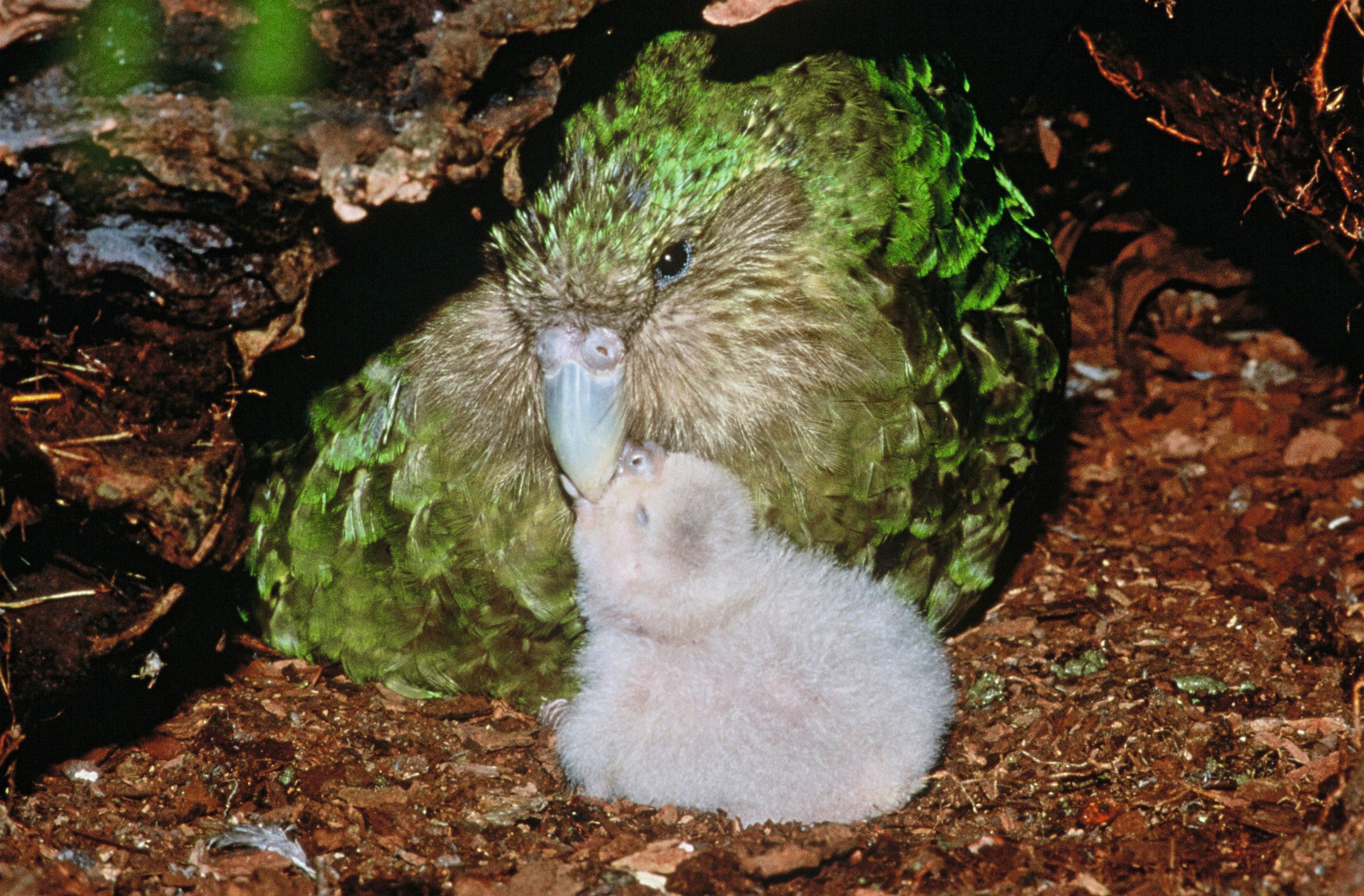 Rare New Zealand parrot not dead, just pining for ...