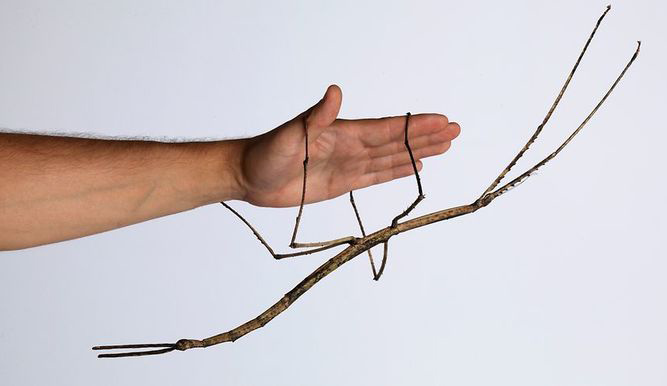 stick-insect-found-in-southern-china-is-declared-world-s-longest-insect