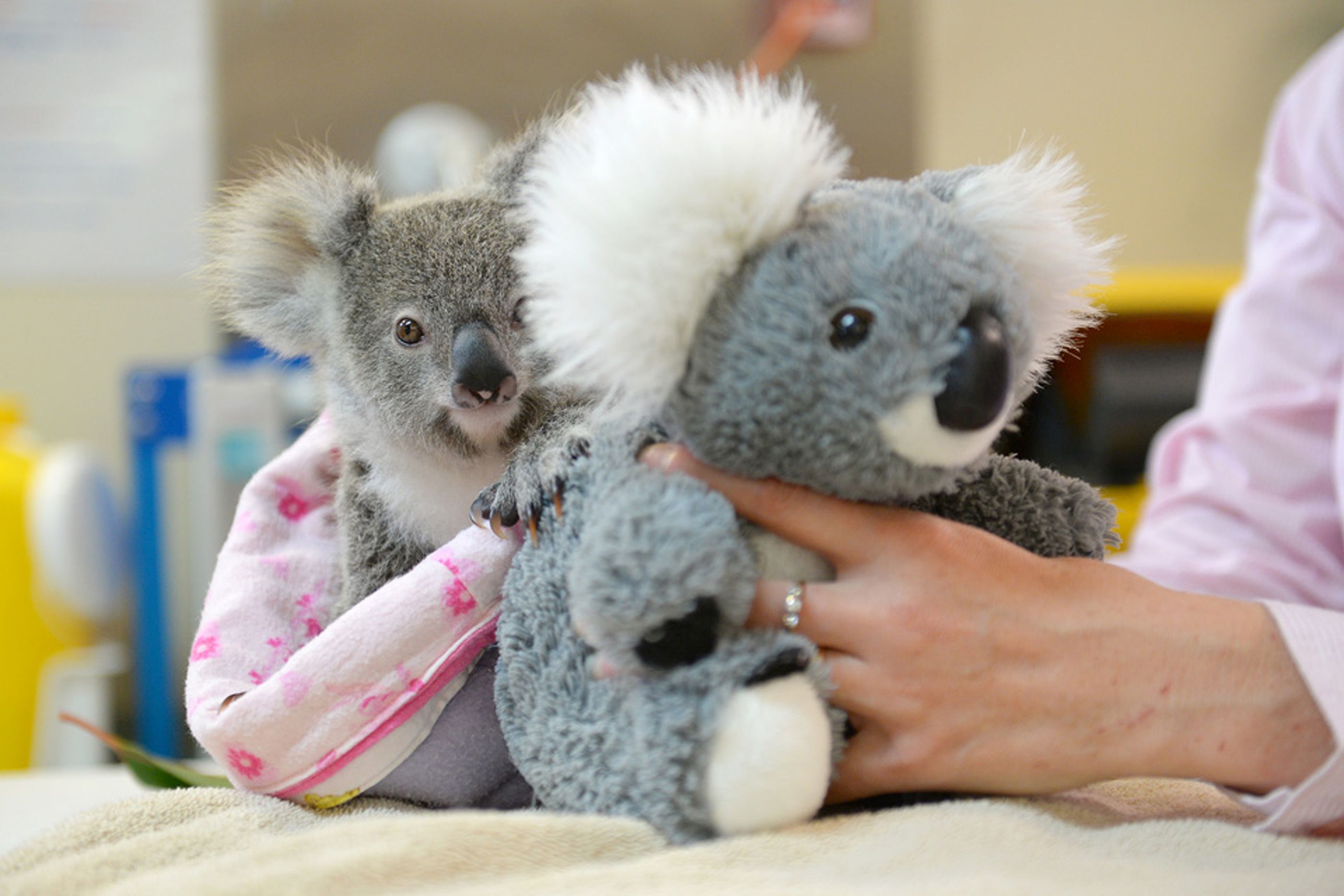 live koala toy