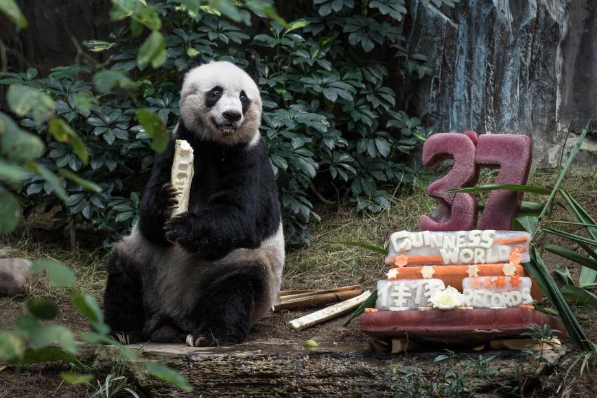 Ailing Jia Jia, world's oldest-ever panda in captivity, euthanized at