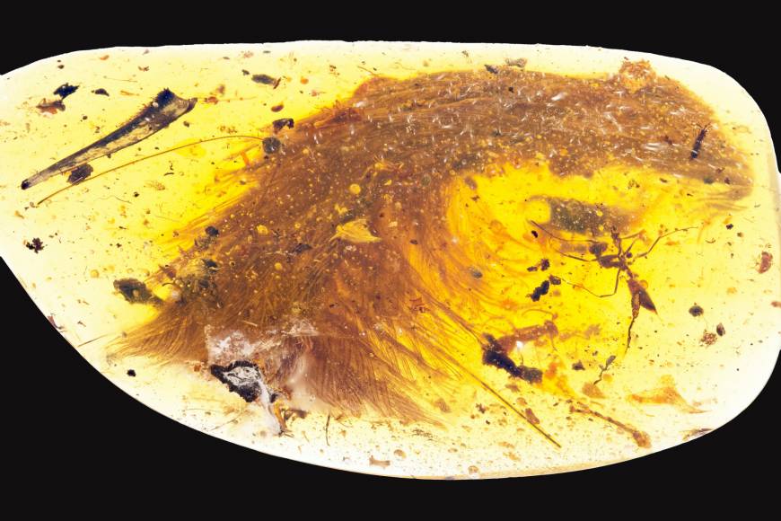 feathered dinosaur in amber