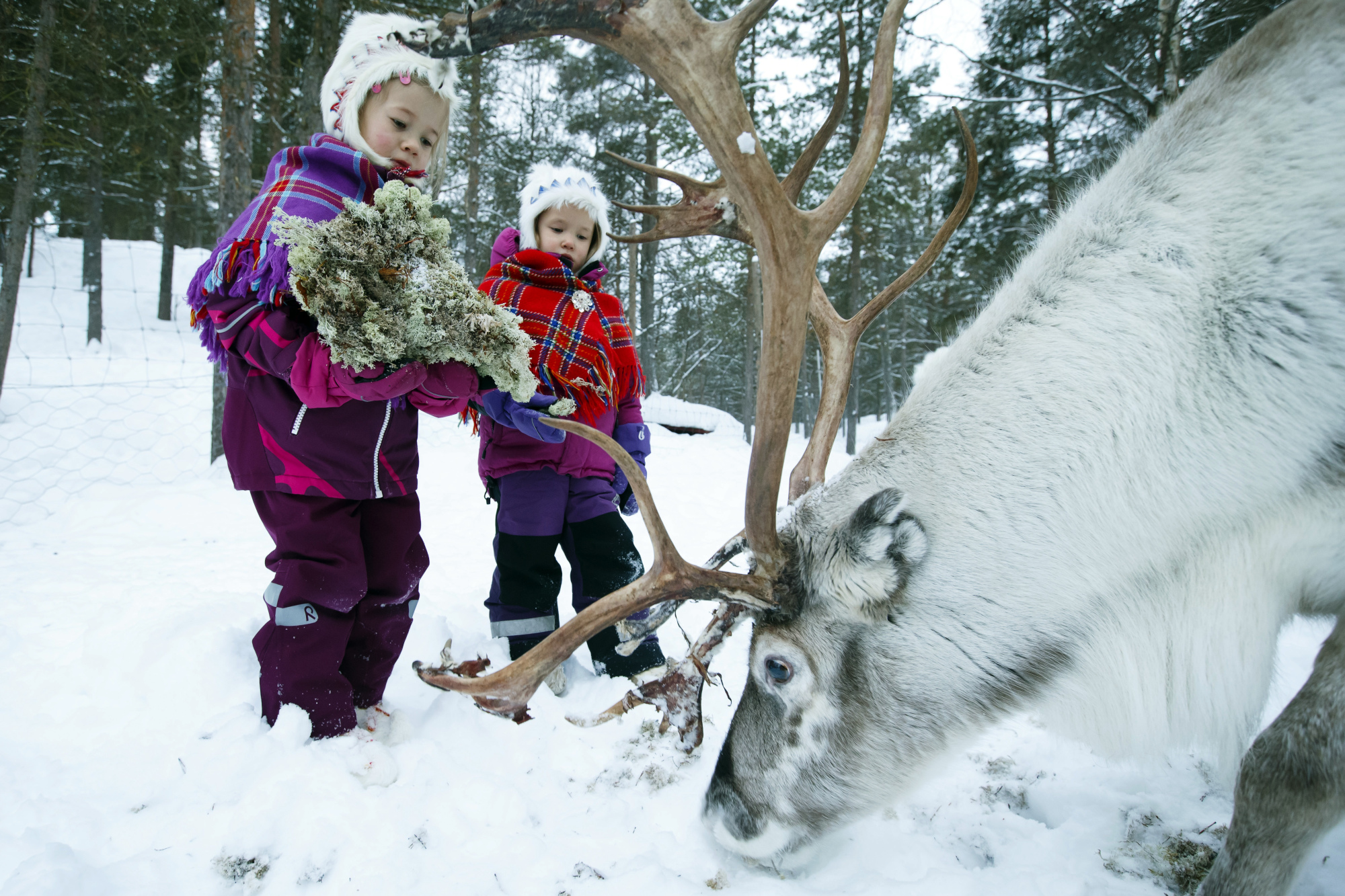 Arctics Indigenous Sami Fete National Day Centenary Of First Congress The Japan Times 