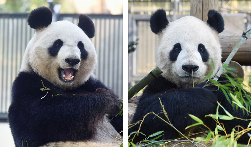 Ueno Zoo Panda Pair Off Limits To Public As Female In Heat The Japan