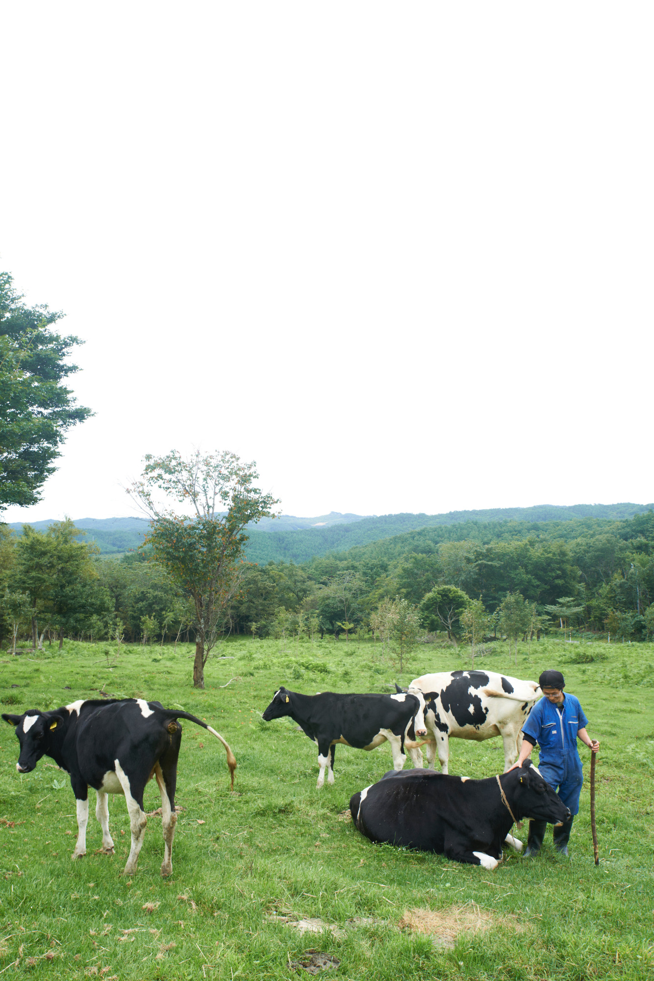 milking dairy cows