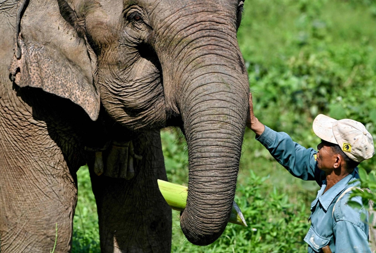 Researchers analyze DNA from dung to save Laos elephants