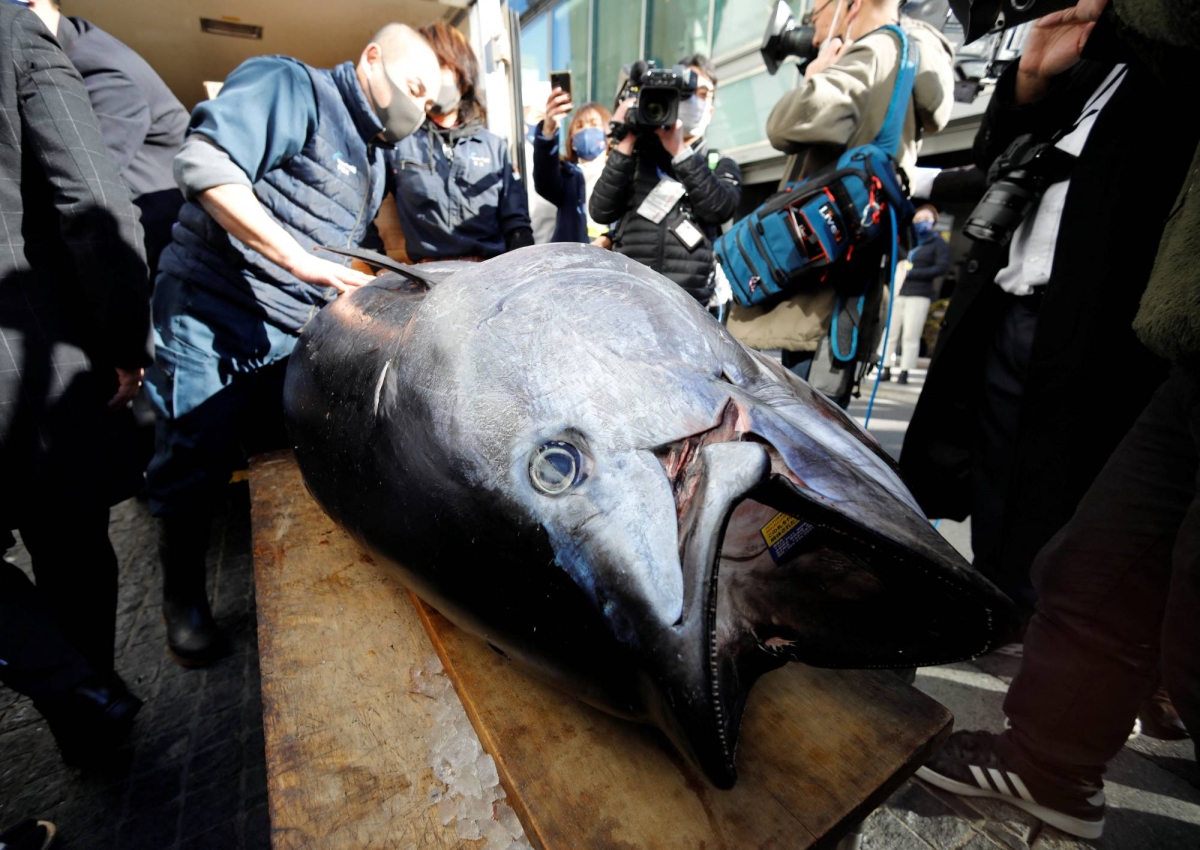 WCPFC decides to expand Japan’s pacific bluefin tuna catch quotas