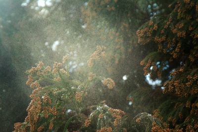 Cedar pollen is already in the air in Tokyo