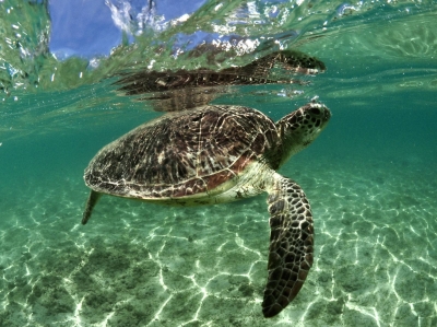 Amami Oshima sea turtle nesting declines to second-lowest level