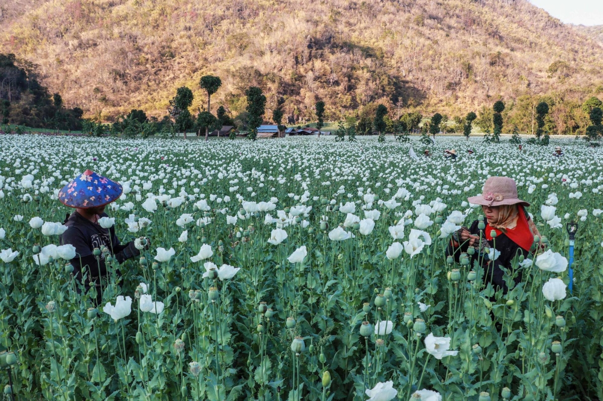 Scraping opium resin off a seedpod in Myanmar's remote poppy fields, displaced farmer Aung Hla describes the narcotic crop as his only prospect in