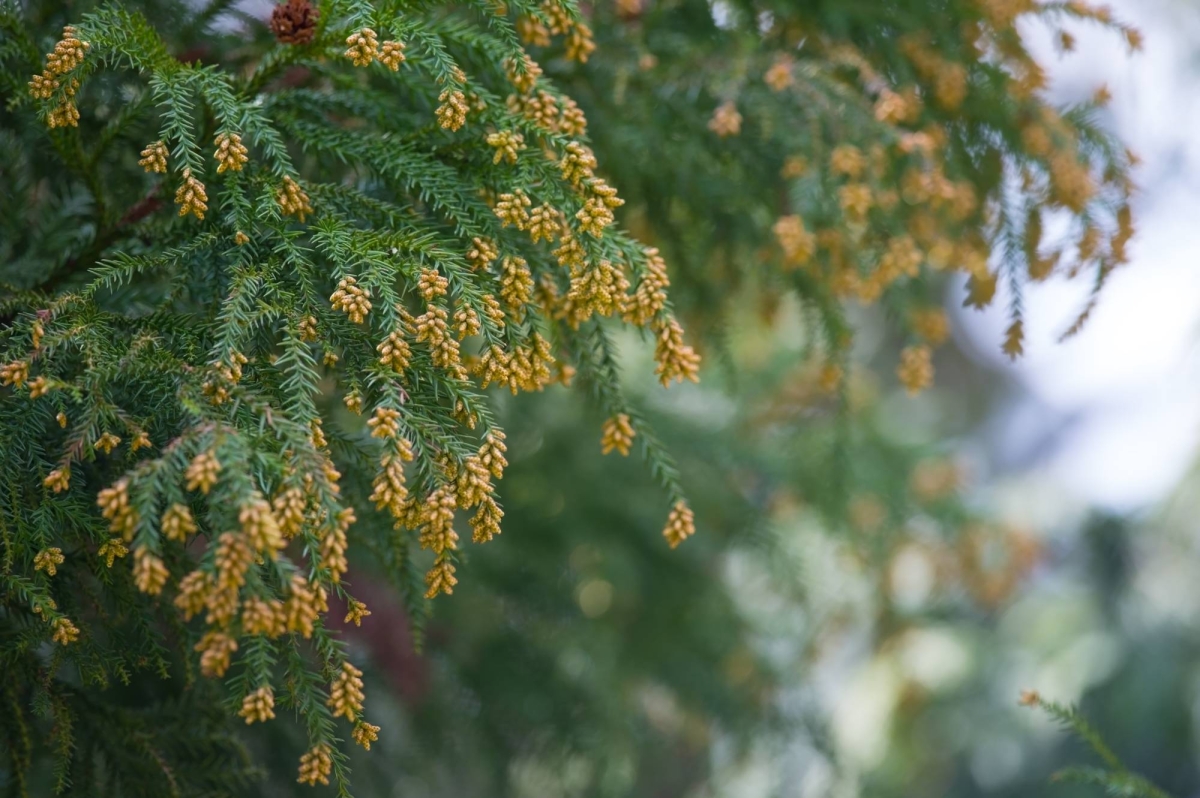 As pollen season peaks, Japan's allergy struggle emerges from hibernation