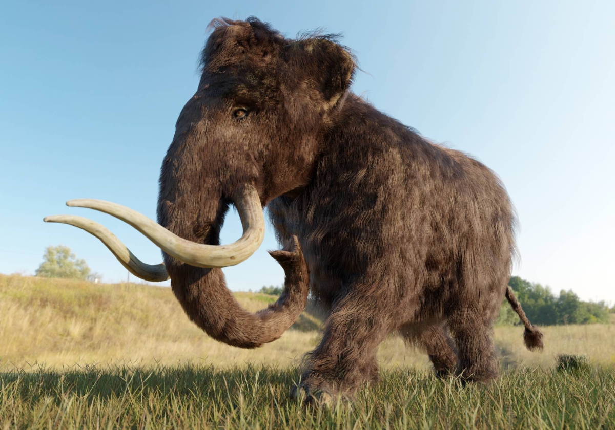 Got $10 billion? Don’t blow it cloning a woolly mammoth.