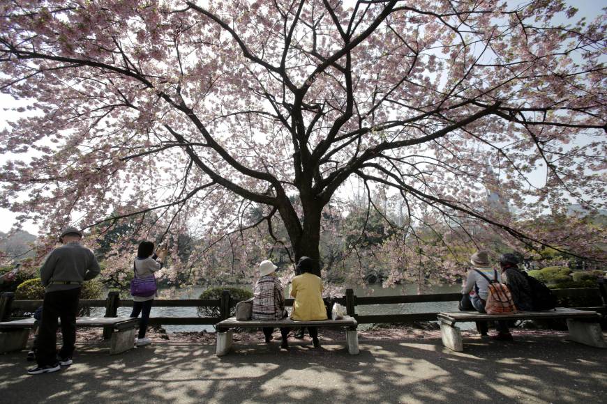 Visitors sit under a cherry blossom tree at Shinjuku Gyoen park in Tokyo on Tuesday. 
