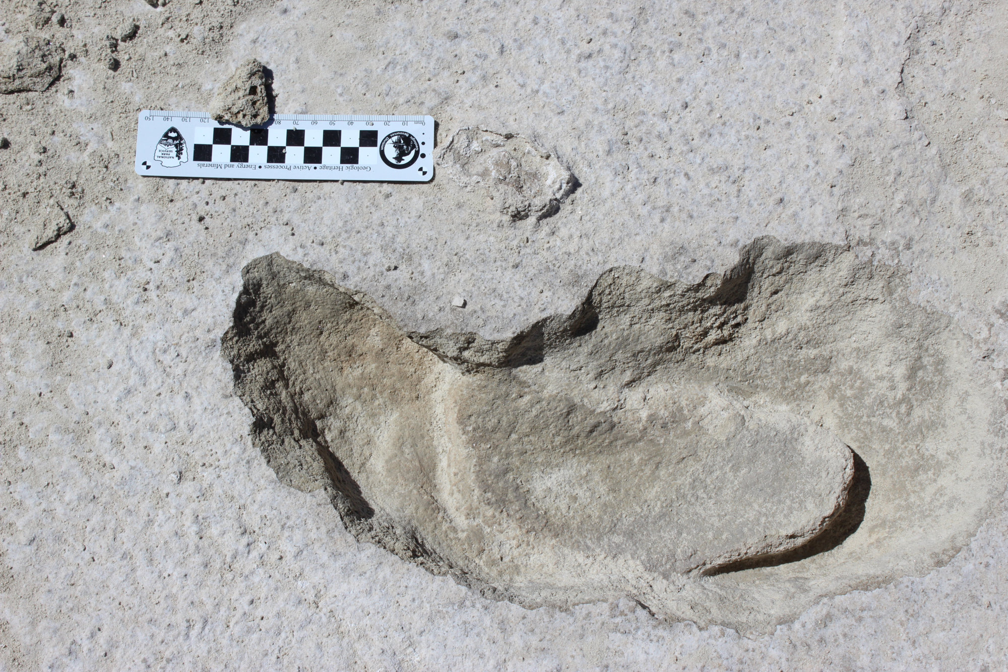 Fossilized Footprints - White Sands National Park (U.S. National