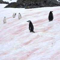 Black, white and red all over: The phenomenon of  red snow, known as watermelon snow, is accelerating the melting of the glaciers. | KYODO