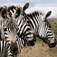Why do zebras have stripes? They've proved to be a no fly zone for flies