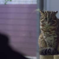 Visitors can see Tsushima\'s yamaneko (wild cats) at the Tsushima Wildlife Conservation Center. | FUTA NAGAO