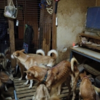 Dozens of dogs that an animal rights group said were malnourished and infected by parasites are crammed inside a tiny house in Izumo, Shimane Prefecture, on Oct. 19. | DOUBUTUKIKIN / VIA REUTERS