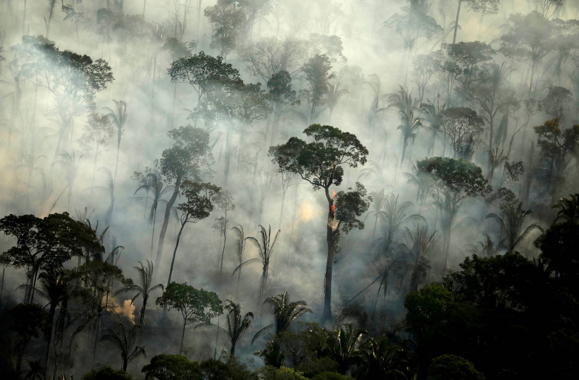 Future threats to the  rainforest