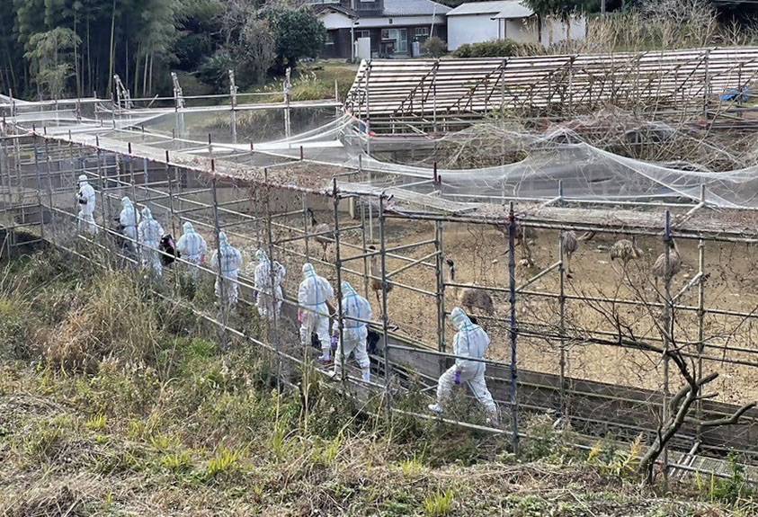Fukuoka Prefectural Government officials walk to an emu farm in the city of Koga on Jan. 3 amid a bird flu outbreak.  | KYODO