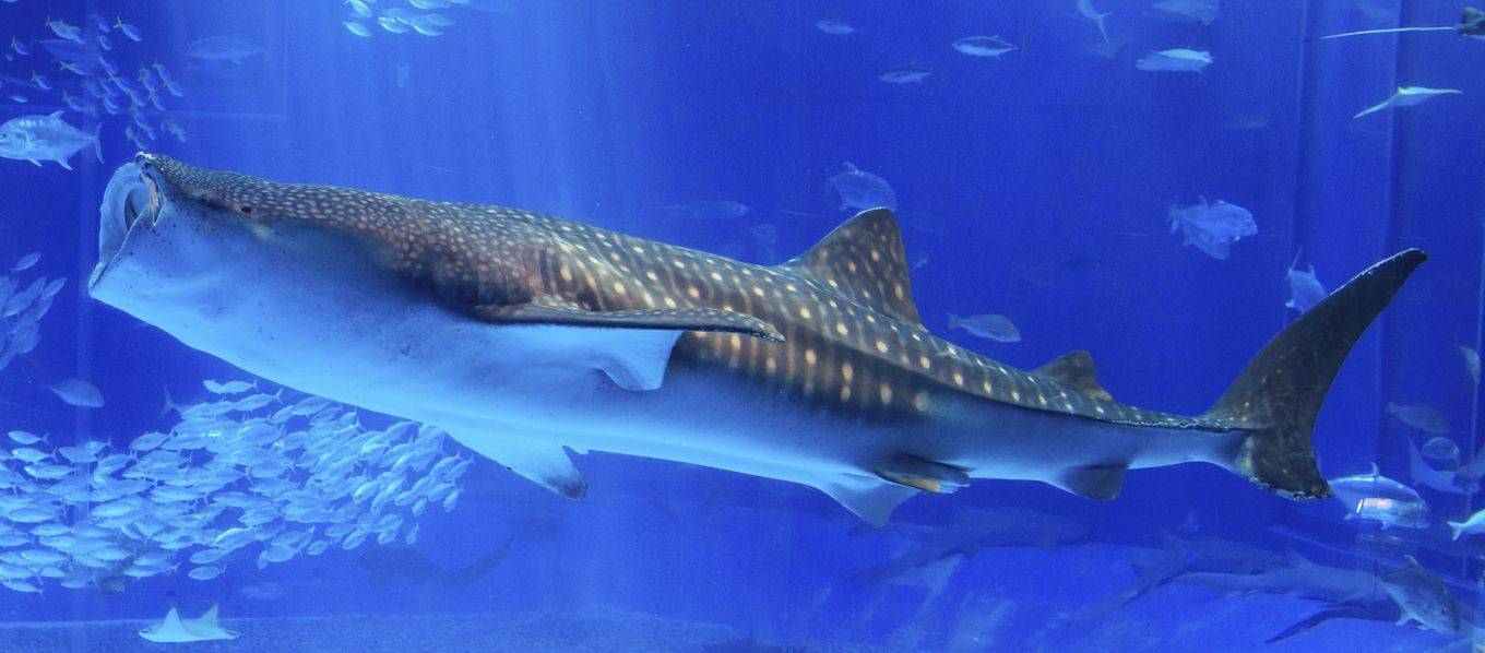 Whale sharks see in dark due to mutation behind blindness in