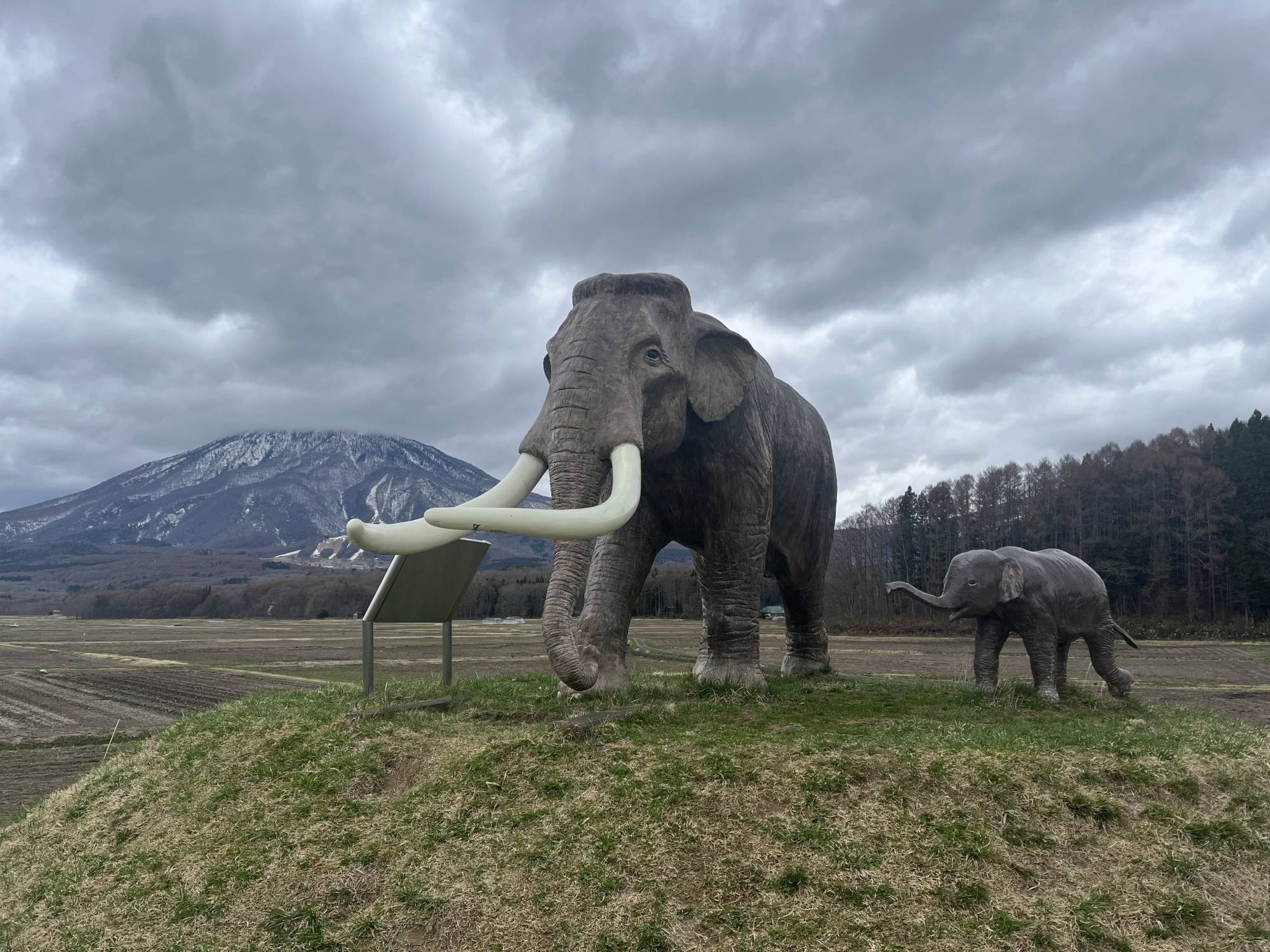 In Nagano, an excavation of Japan's ancient elephant looks to