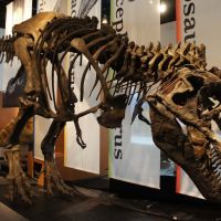This Wankel T. rex is one of the most complete Tyrannosaurus rex skeletons ever found. | MITSUBISHI ICHIGOKANMUSEUM, TOKYO