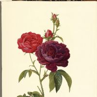 \"Rosa Gallica (Purpuro-violacea magna)\" from \"Les Roses\" | THE CONNOISSEUR\'S COLLECTION TOKYO