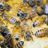 Western honey bee, Apis mellifera | OSAKA MUSEUM OF NATURAL HISTORY