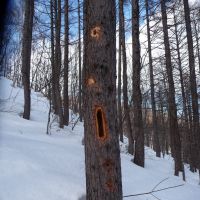 Dug out: A Black Woodpecker\'s grub excavations in a larch, and a Japanese Pygmy Woodpecker. | MARK BRAZIL PHOTOS