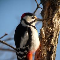 Pecking orders: A Great Spotted Woodpecker, and two baleful-eyed Black Woodpeckers vie for status without coming to blows. | TEIICHI SATO