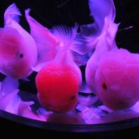 Just three of the many friends you can make at Art Aquarium. | SATOKO KAWASAKI