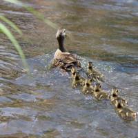 Halfway through the competition a mother duck and her ducklings swam up river . . . | MIO YAMADA