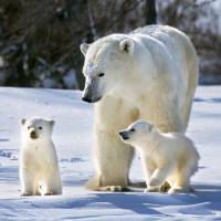 \"Polar Bear mother and cubs, Manitoba, Canada\" | &#169; MITSUAKI IWAGO