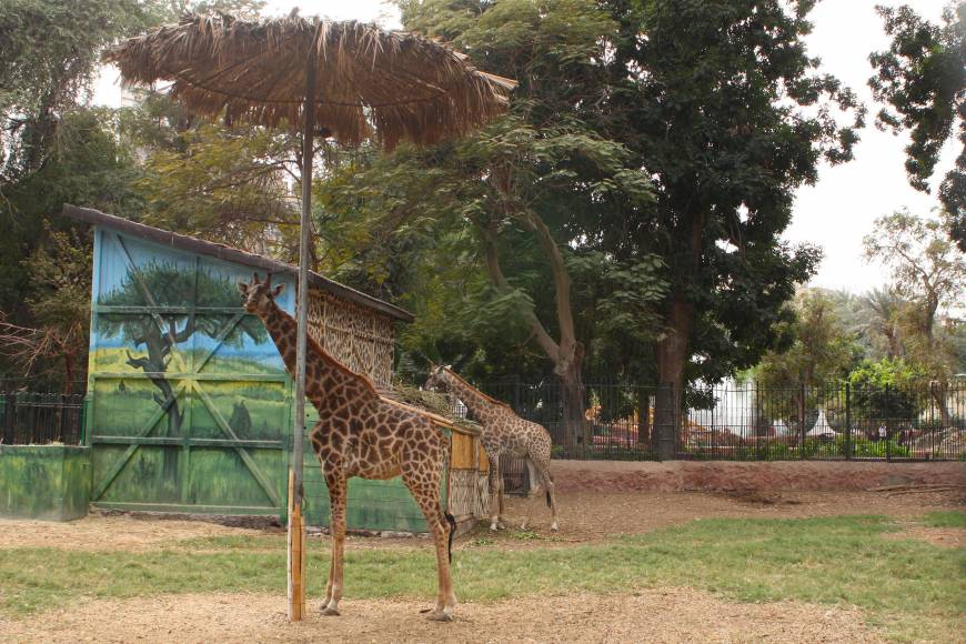 Cairo zoo beset by tales of 'giraffe suicide' and 'bear riots' | The ...