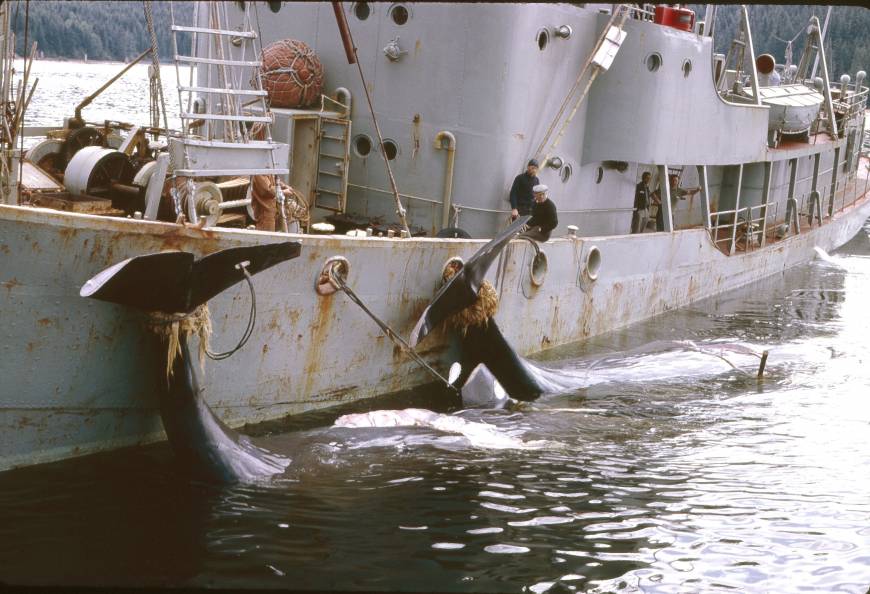 Japan: Why kill whales off Antarctica? | The Japan Times