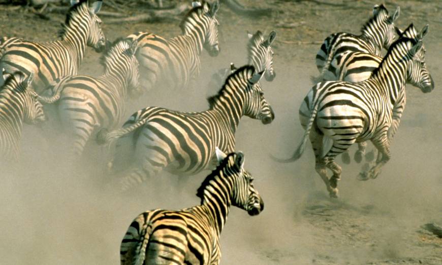 Zebras break Africa's terrestrial migration record | The Japan Times