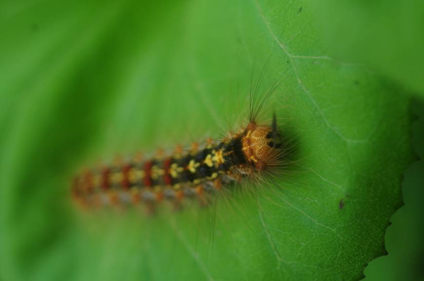 Toxic gypsy moths — a most unpleasant infestation | The Japan Times