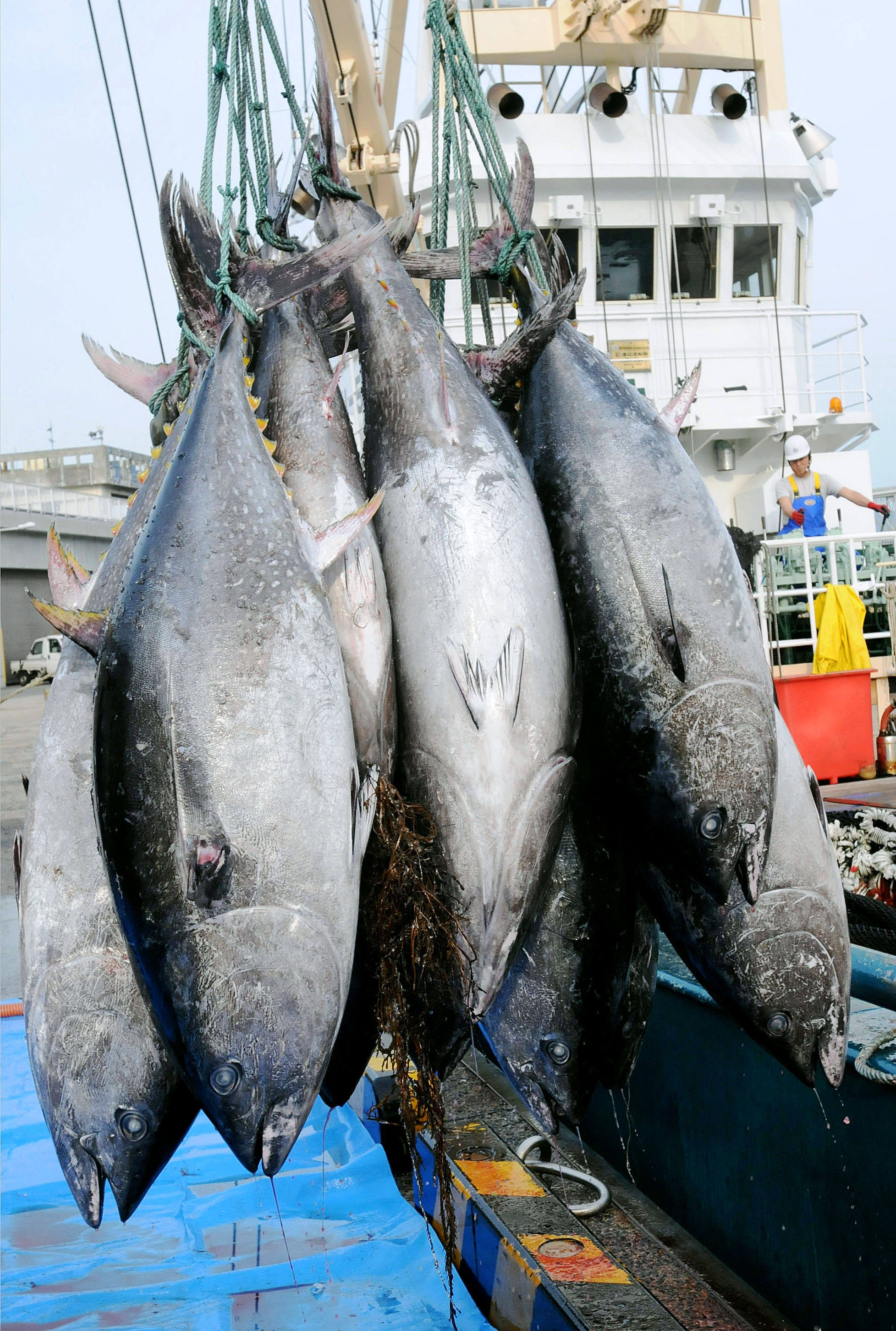 International conference strikes deal to slash bluefin tuna catches ...