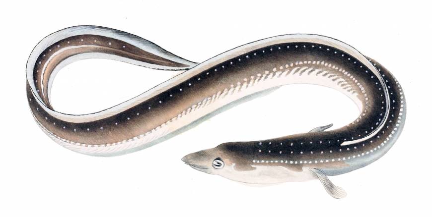 Eels Face The Slippery Slope To Extinction The Japan Times