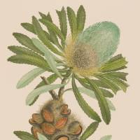 Banksia serrata of \"Banks\' Florilegium\" (Australia)  |  THE BUNKAMURA MUSEUM OF ART &#169;  ALECTO HISTORICAL EDITIONS LTD / THE TRUSTEES OF THE NATURAL HISTORY MUSEUM, LONDON