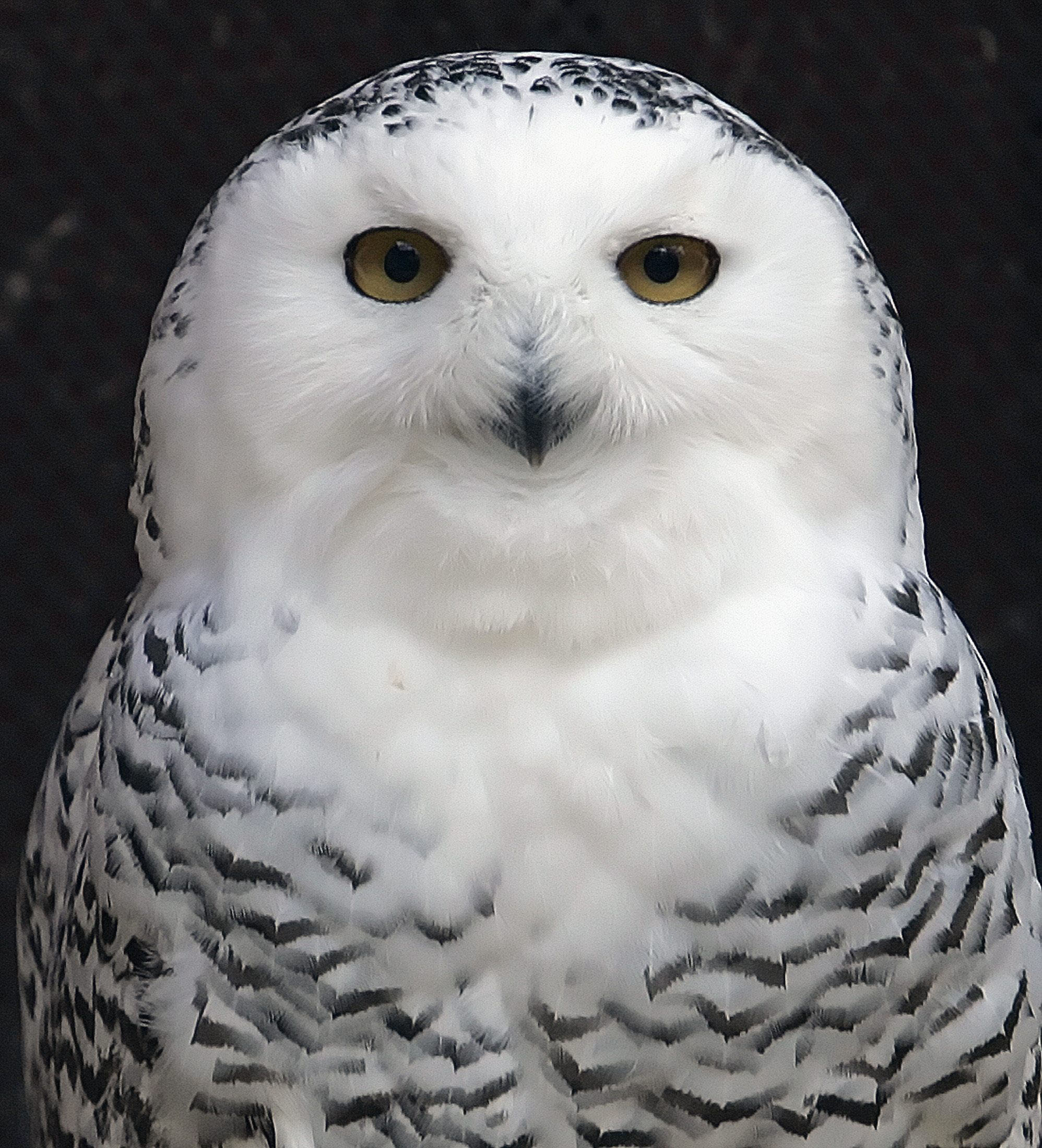 Snowy owls becoming more common outside Arctic | The Japan Times