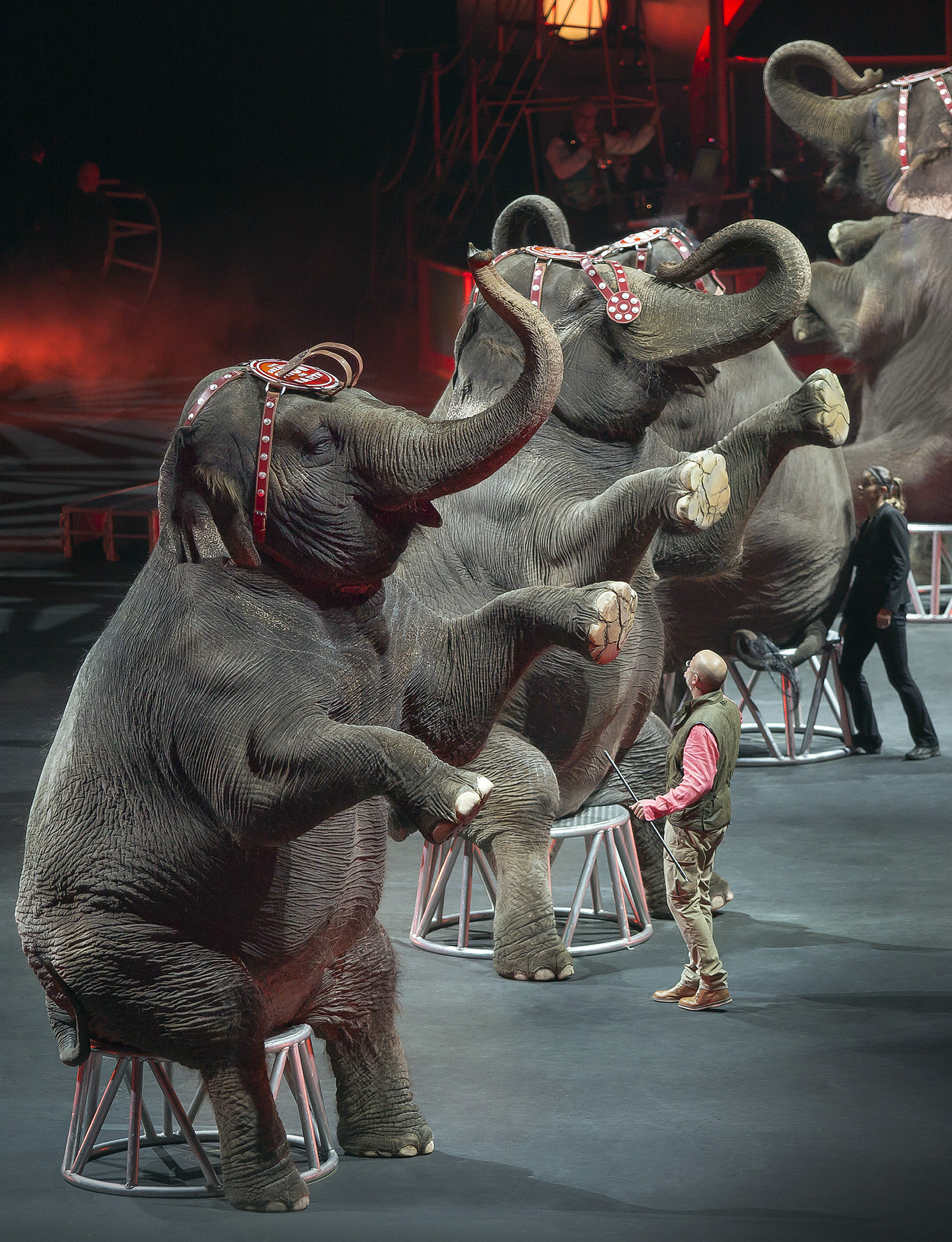 Ringling Bros. to phase out elephants from circus acts | The Japan Times