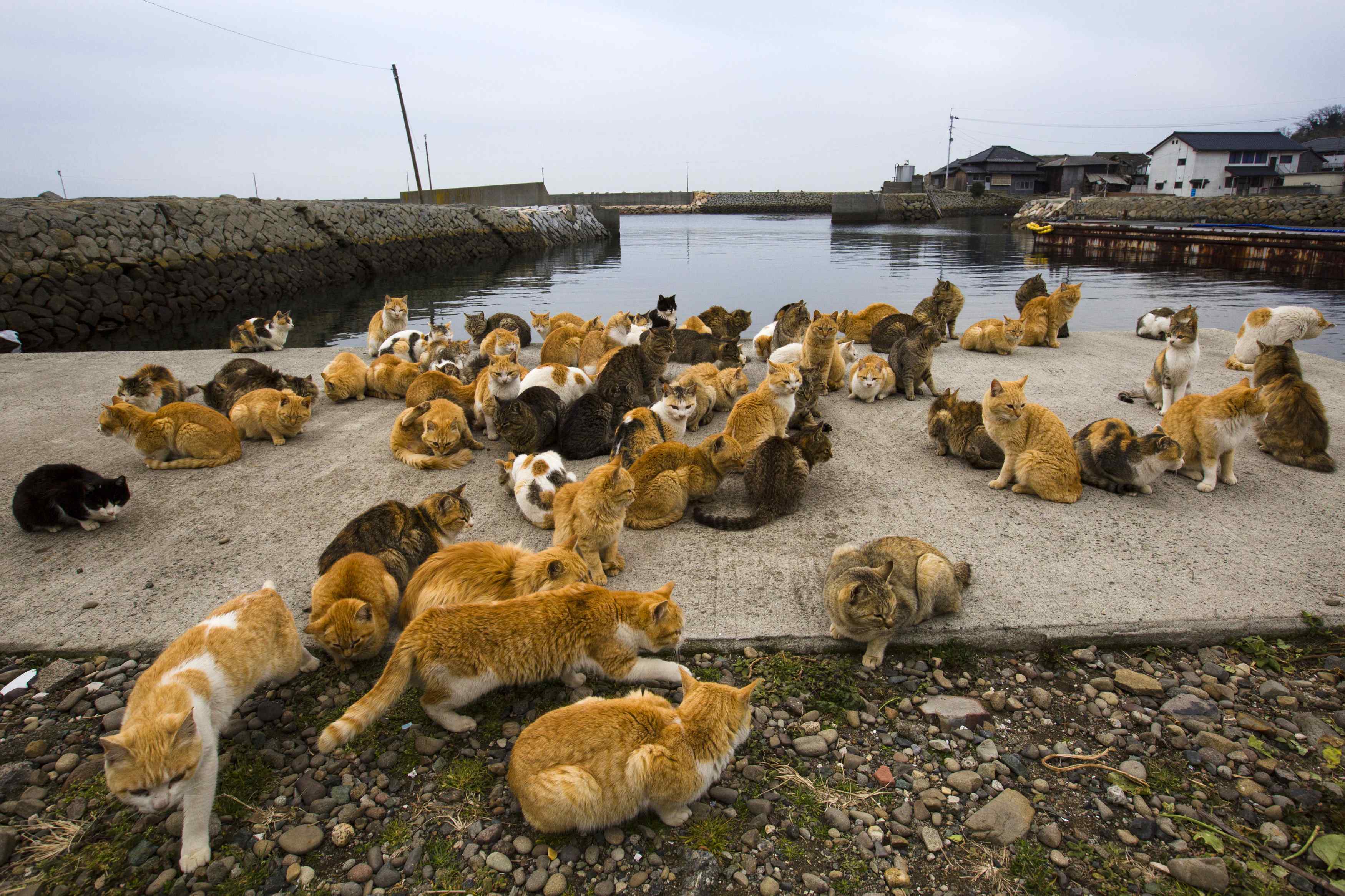 Aoshima, Japan, cat island